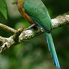 Motmot de Trinidad