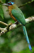 Trinidad Motmot