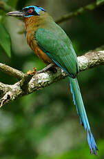 Motmot de Trinidad