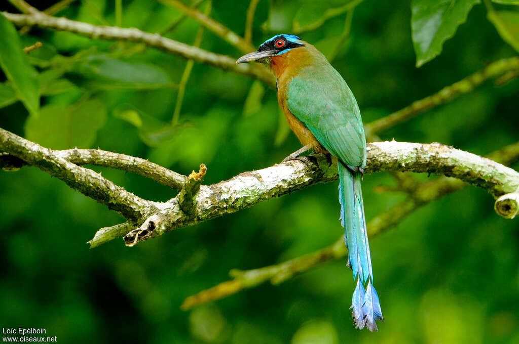 Motmot de Trinidadadulte