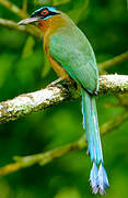 Motmot de Trinidad