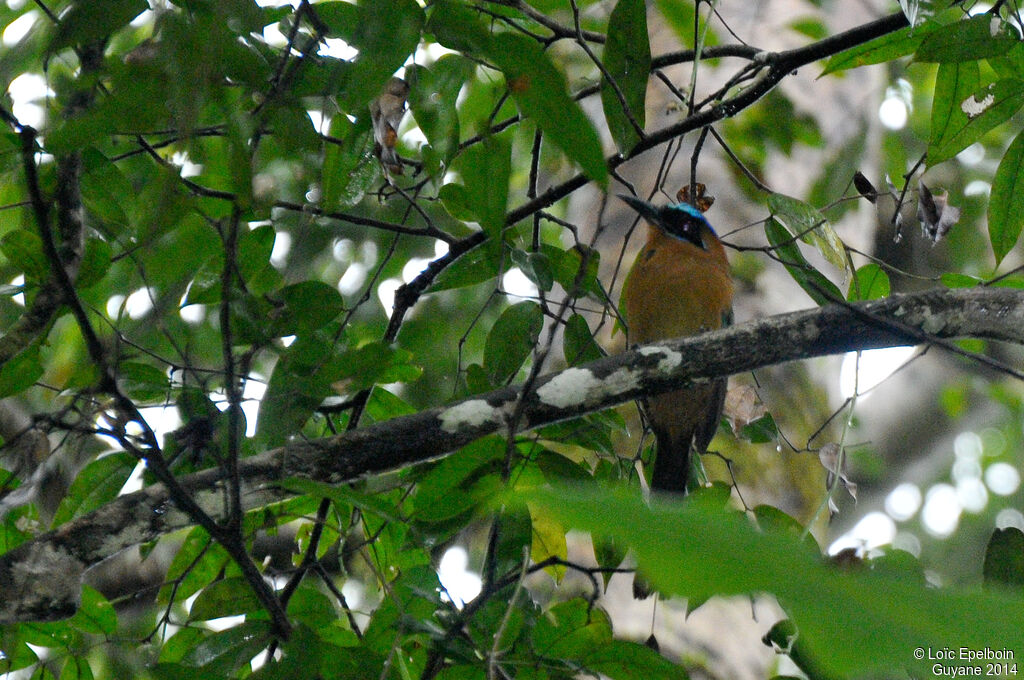 Motmot houtouc