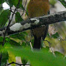 Motmot houtouc