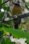 Amazonian Motmot