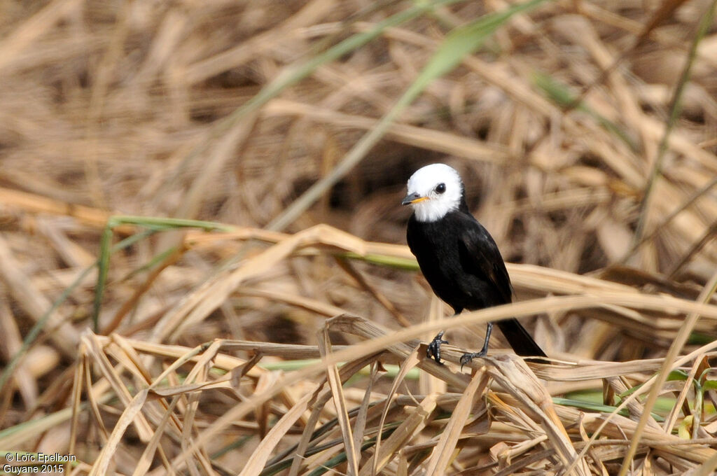 White-headed Marsh Tyrant