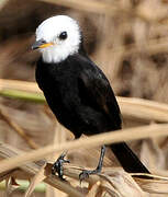 White-headed Marsh Tyrant