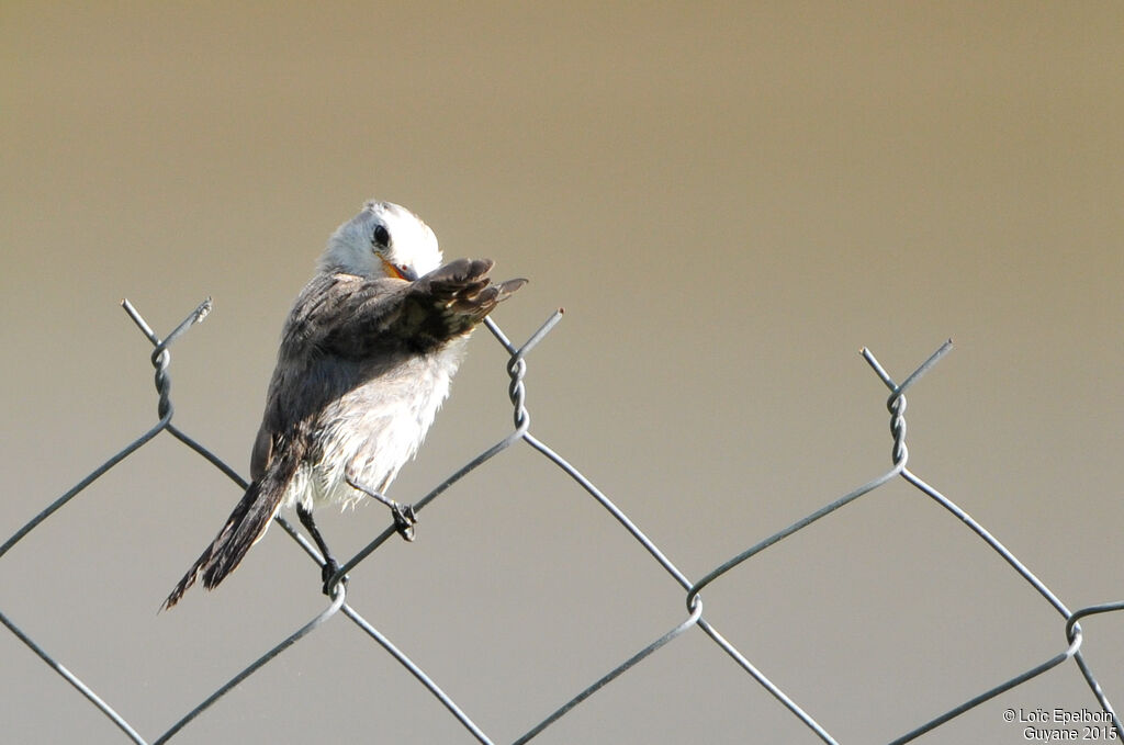 White-headed Marsh Tyrant