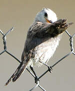 White-headed Marsh Tyrant