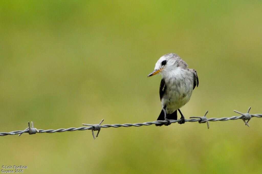 White-headed Marsh Tyrant