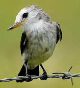 White-headed Marsh Tyrant