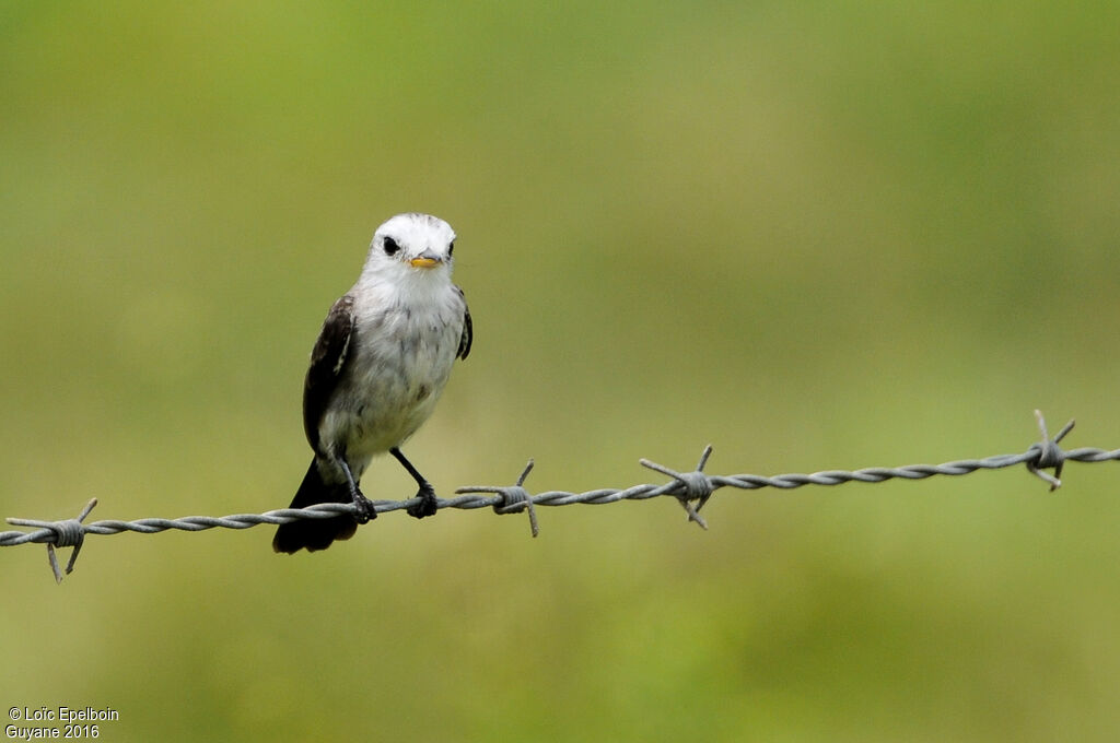 White-headed Marsh Tyrant