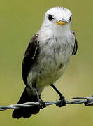 White-headed Marsh Tyrant