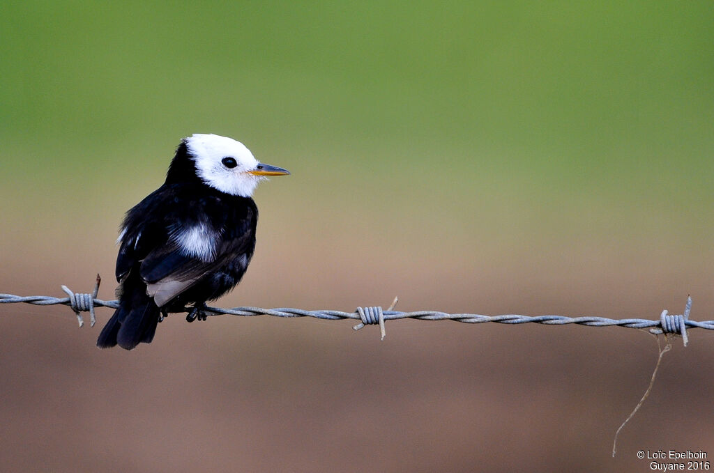 White-headed Marsh Tyrant