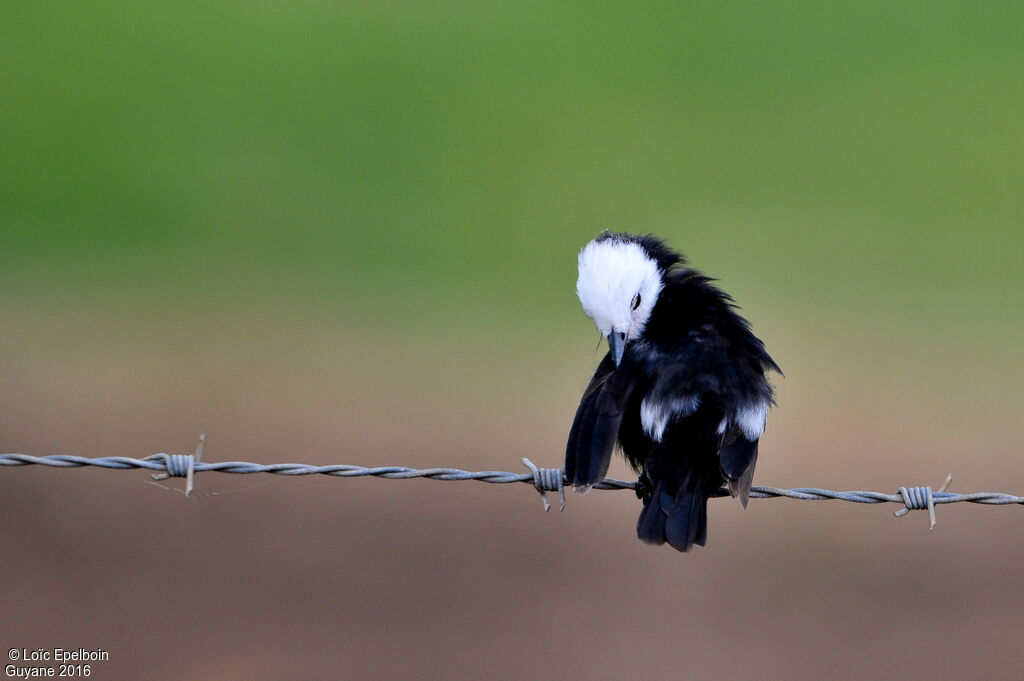 White-headed Marsh Tyrant