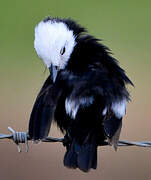 White-headed Marsh Tyrant