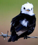 White-headed Marsh Tyrant