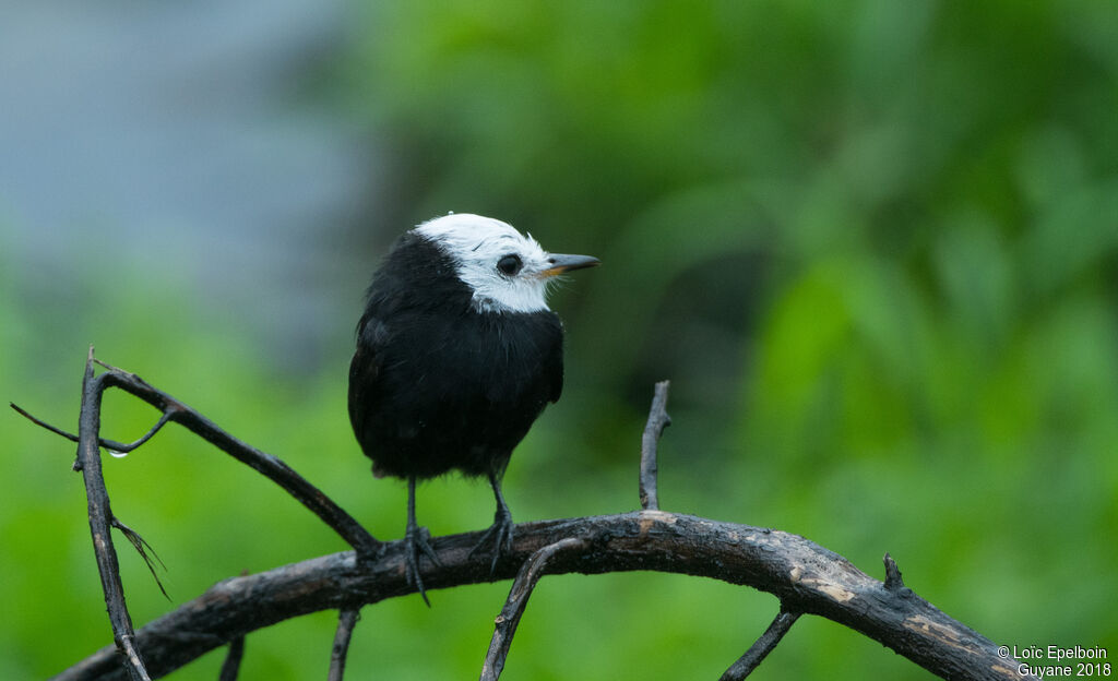 White-headed Marsh Tyrant