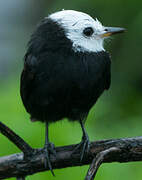 White-headed Marsh Tyrant