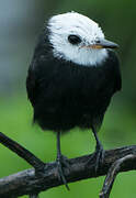 White-headed Marsh Tyrant