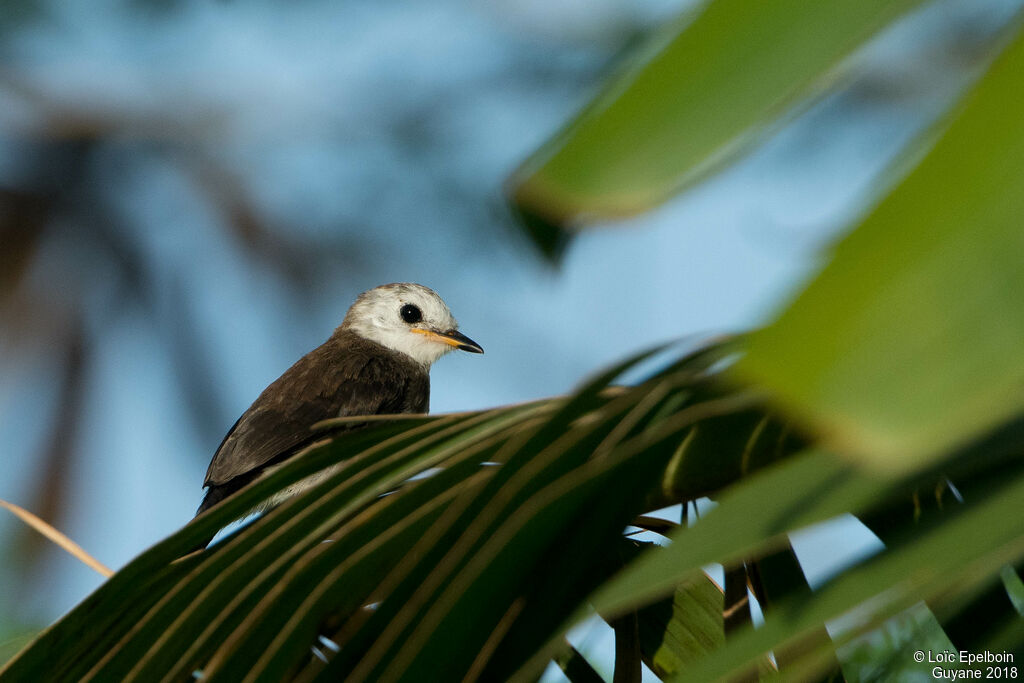 White-headed Marsh Tyrant