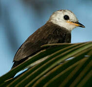 White-headed Marsh Tyrant