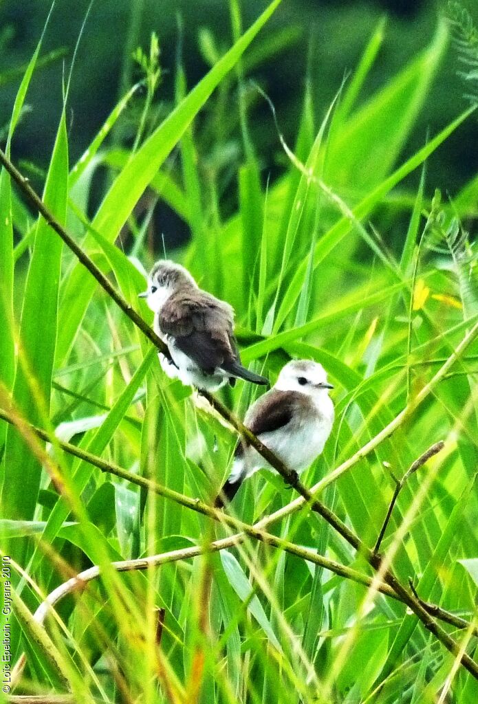 White-headed Marsh Tyrant