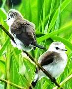 White-headed Marsh Tyrant