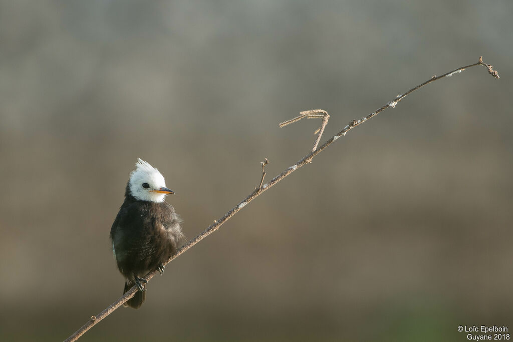 White-headed Marsh Tyrant