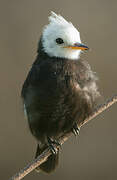 White-headed Marsh Tyrant