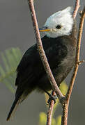 White-headed Marsh Tyrant