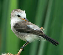 White-headed Marsh Tyrant