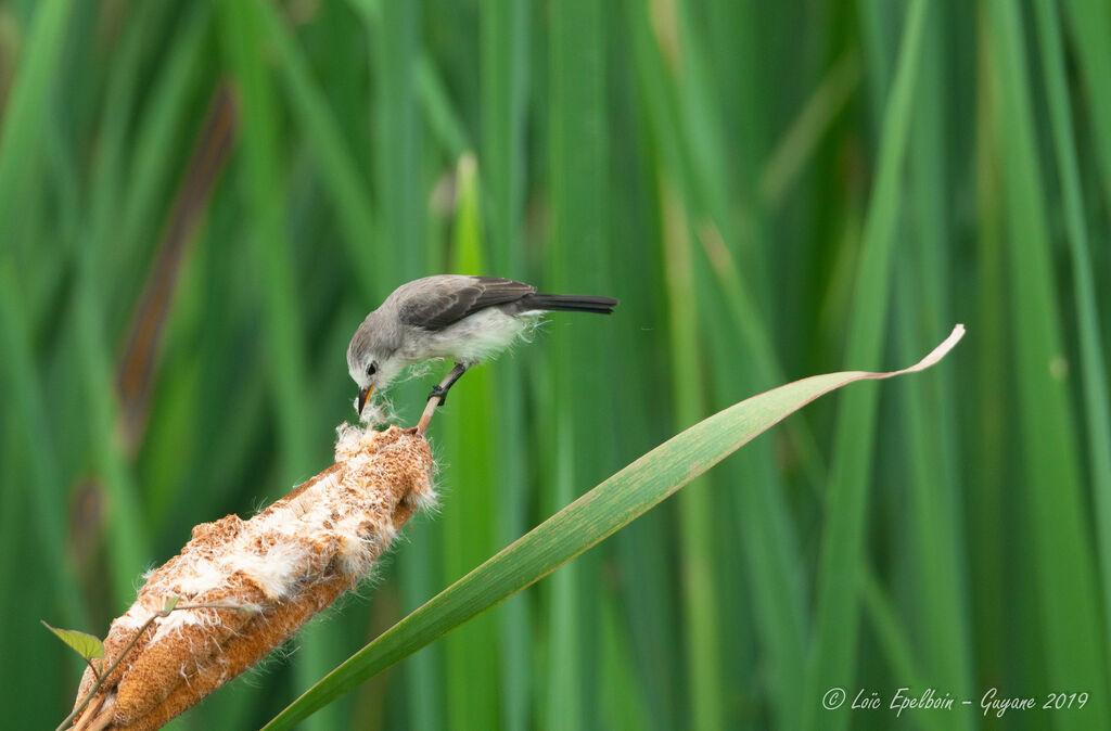 White-headed Marsh Tyrant