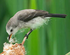 White-headed Marsh Tyrant