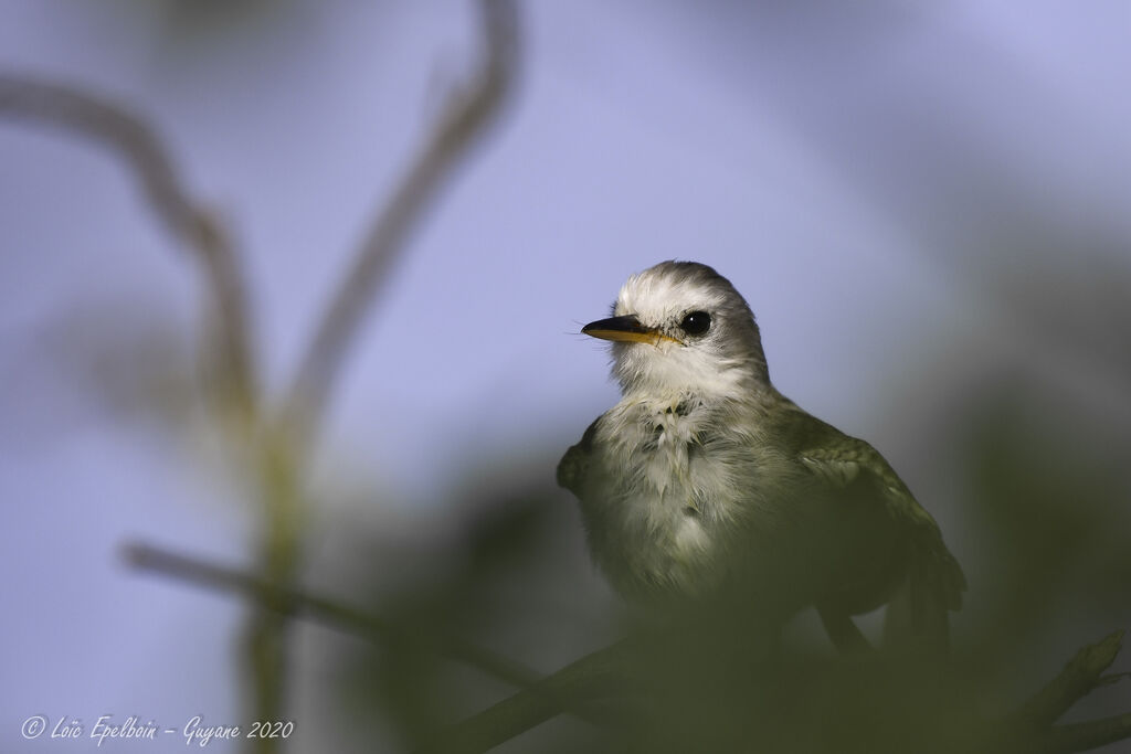 White-headed Marsh Tyrant