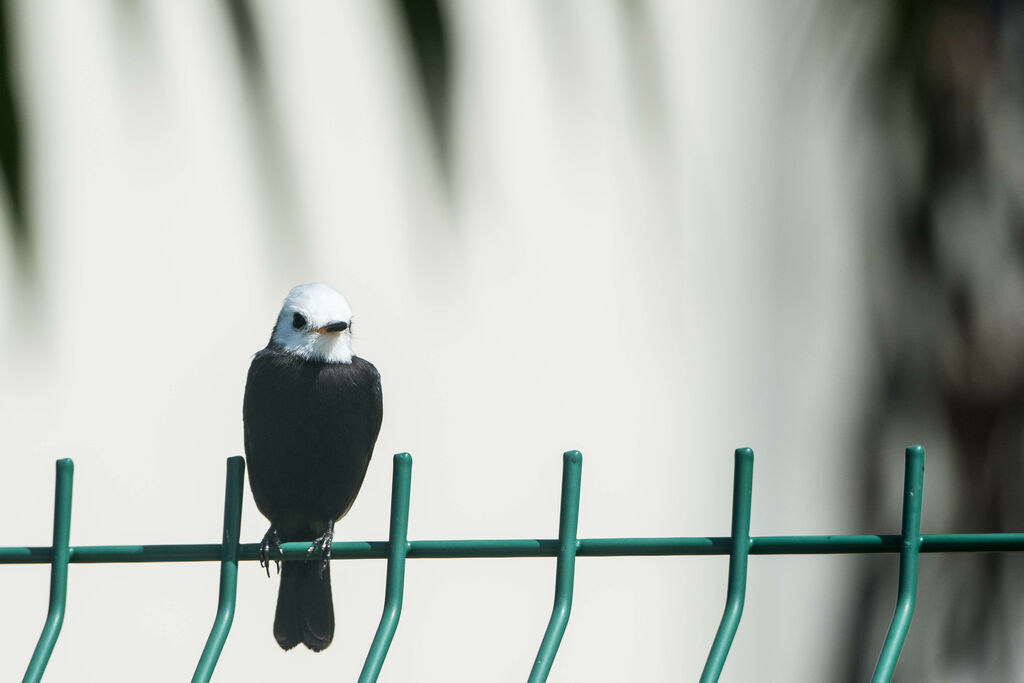 White-headed Marsh Tyrant