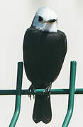 White-headed Marsh Tyrant