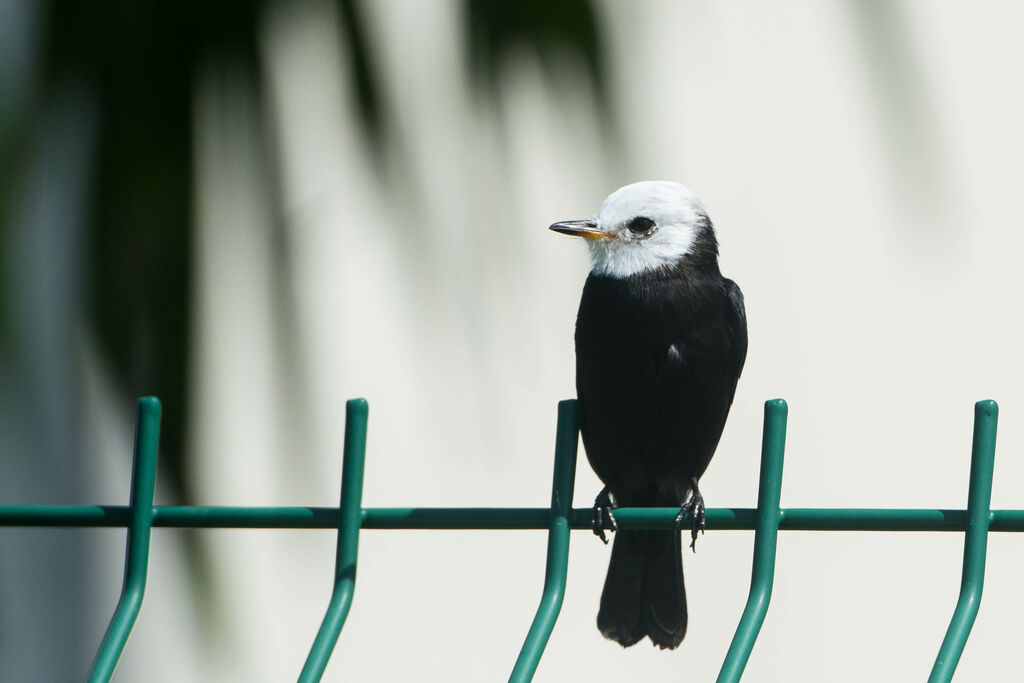 White-headed Marsh Tyrant