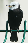 White-headed Marsh Tyrant