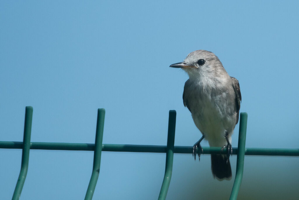 White-headed Marsh Tyrant