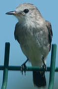 White-headed Marsh Tyrant