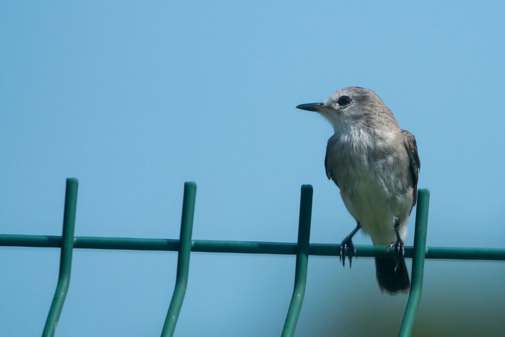 White-headed Marsh Tyrant