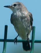 White-headed Marsh Tyrant