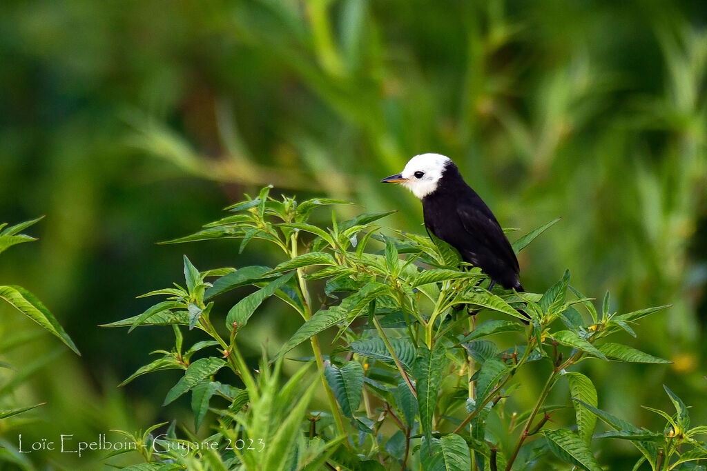 White-headed Marsh Tyrant