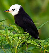 White-headed Marsh Tyrant