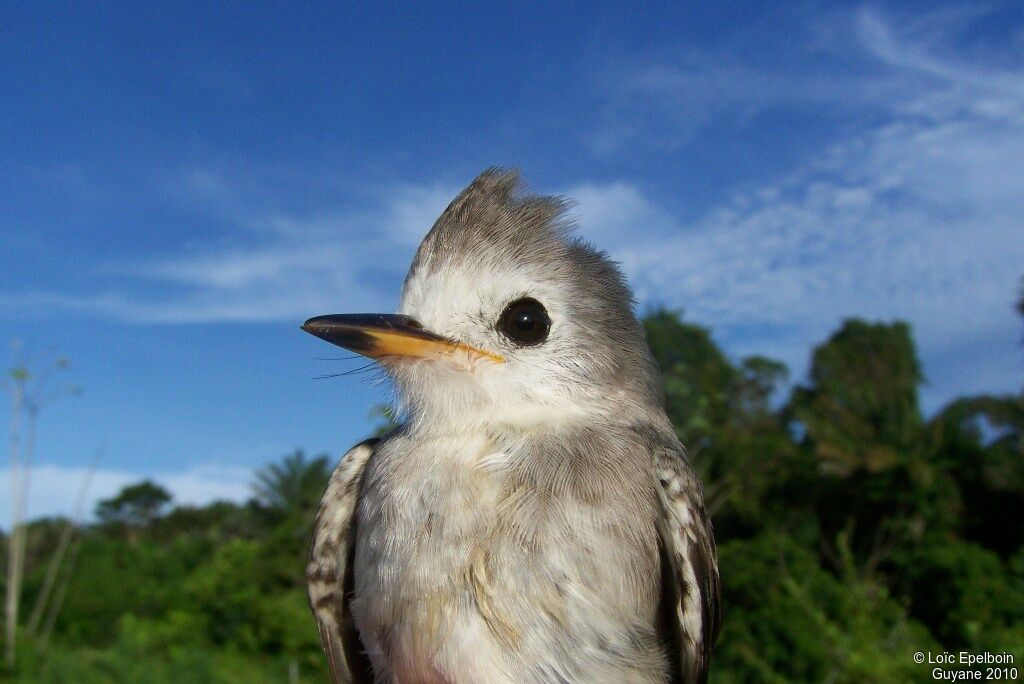 White-headed Marsh Tyrant