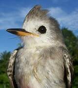 White-headed Marsh Tyrant