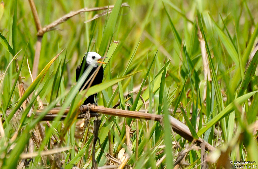 White-headed Marsh Tyrant