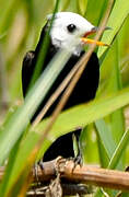 White-headed Marsh Tyrant