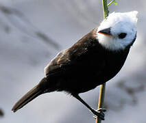 White-headed Marsh Tyrant