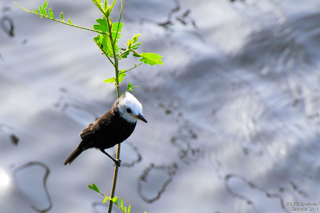 White-headed Marsh Tyrant male adult